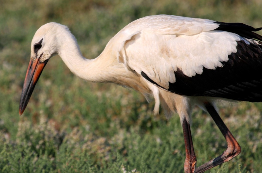 Black Stork