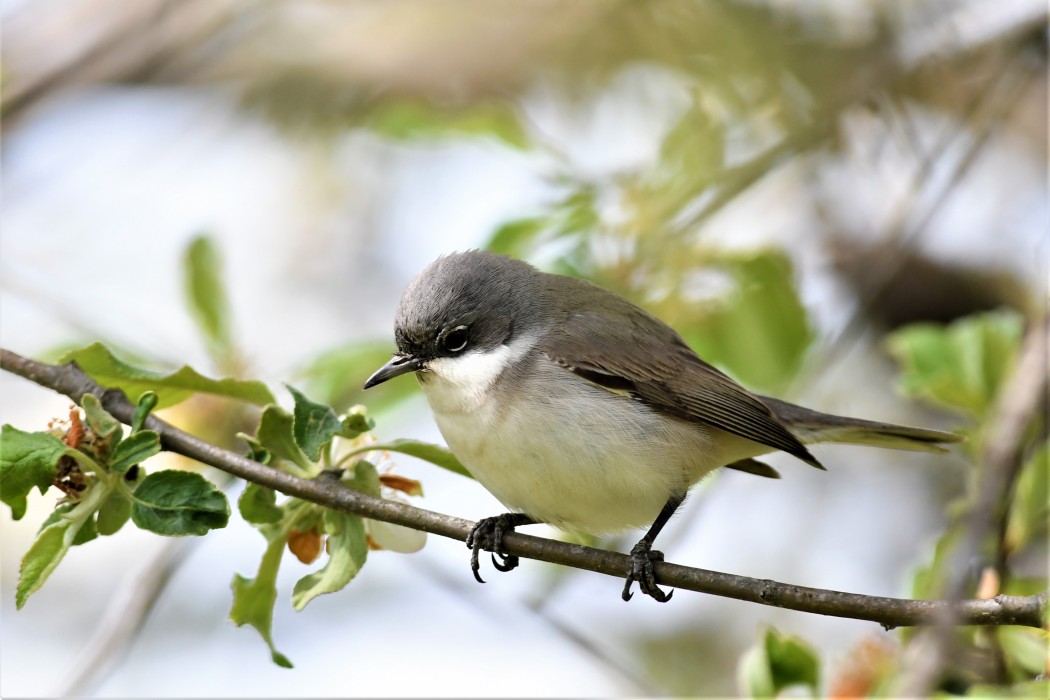 Lesser Whitethroat