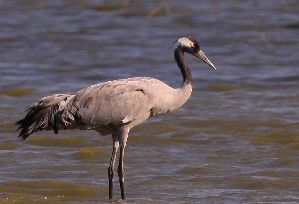 Common Crane