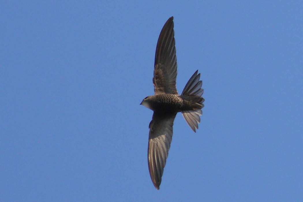 Common Swift