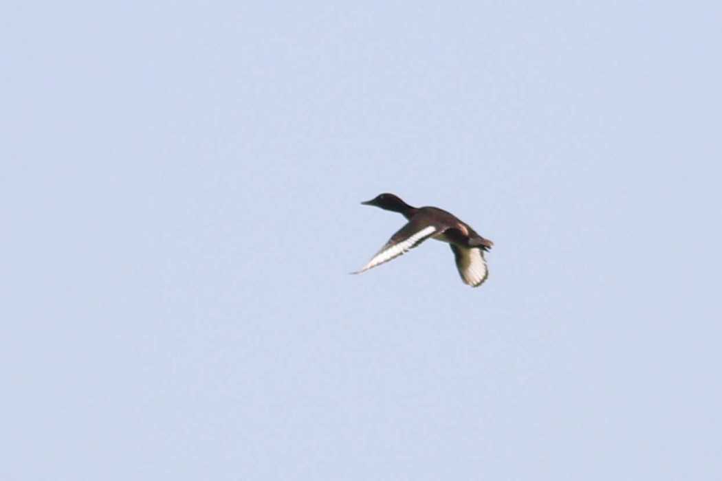 Ferruginous Duck