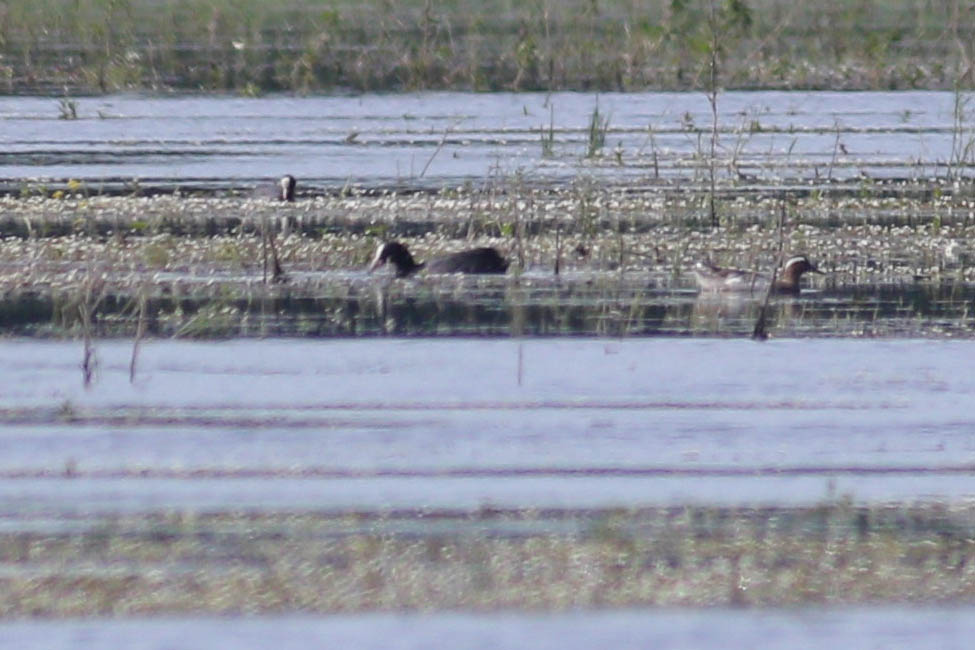Garganey
