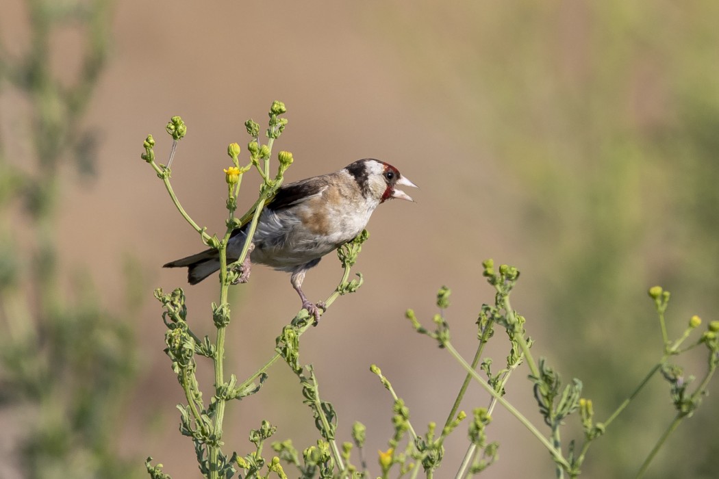 European Goldfinch