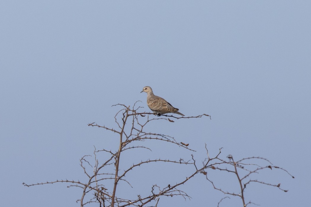 European Turtle Dove