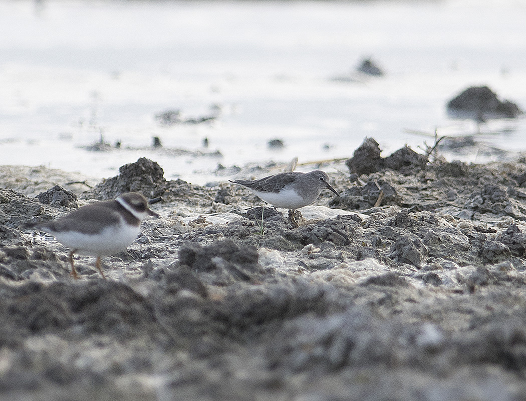 Temminck`s Stint