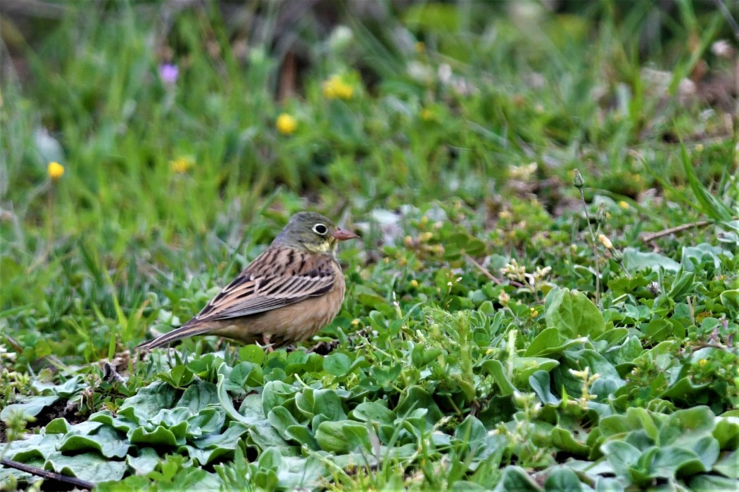 Ortolan Bunting