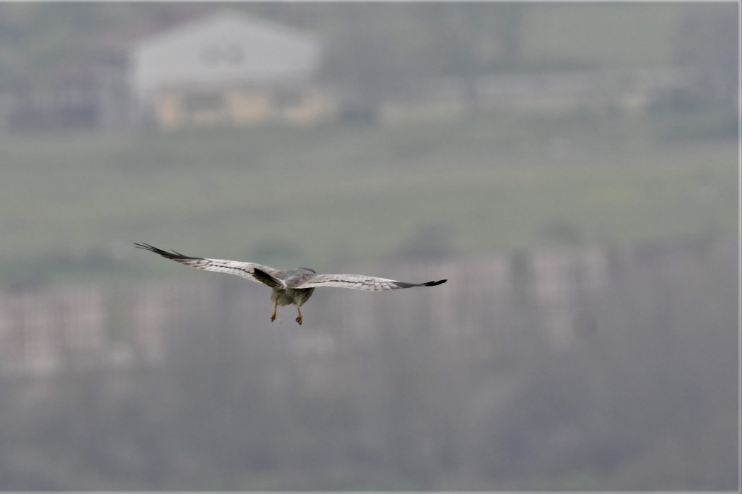 Montagu`s Harrier
