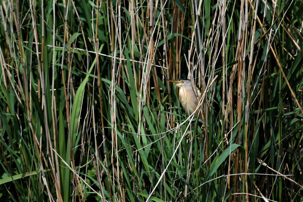 Little Bittern