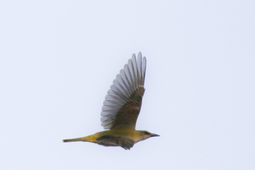 Eurasian Golden Oriole