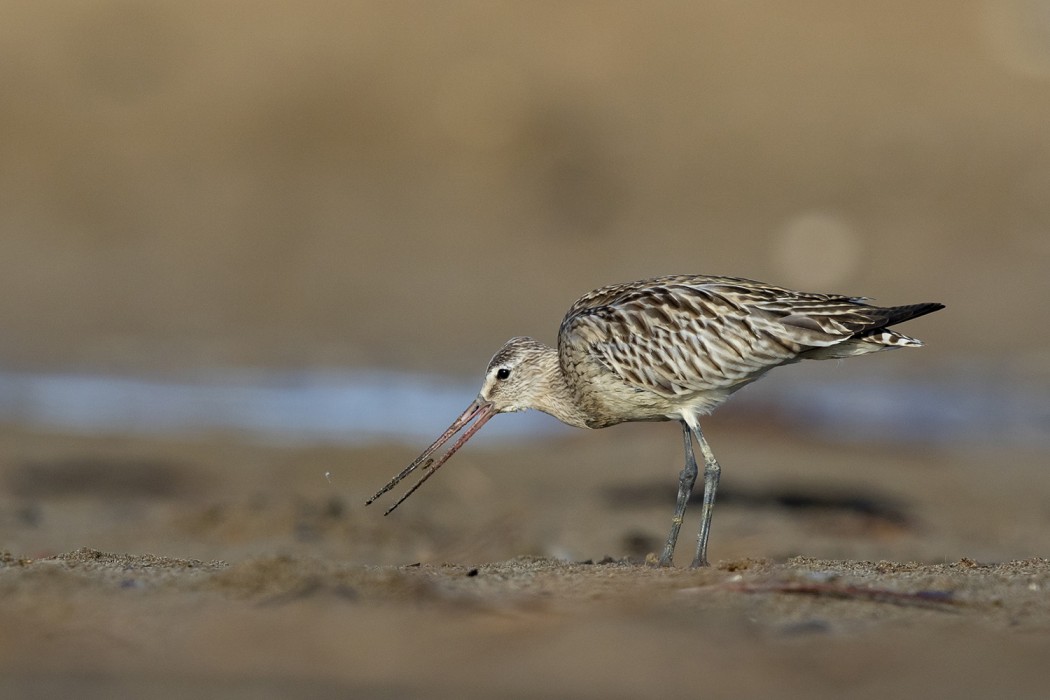 Bar-tailed Godwit
