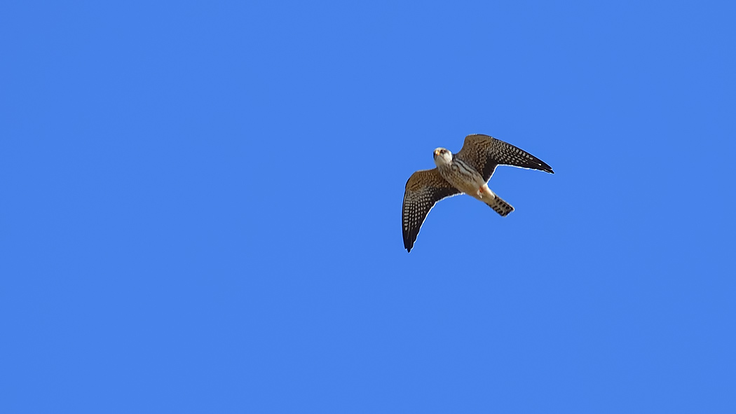 Ala Doğan