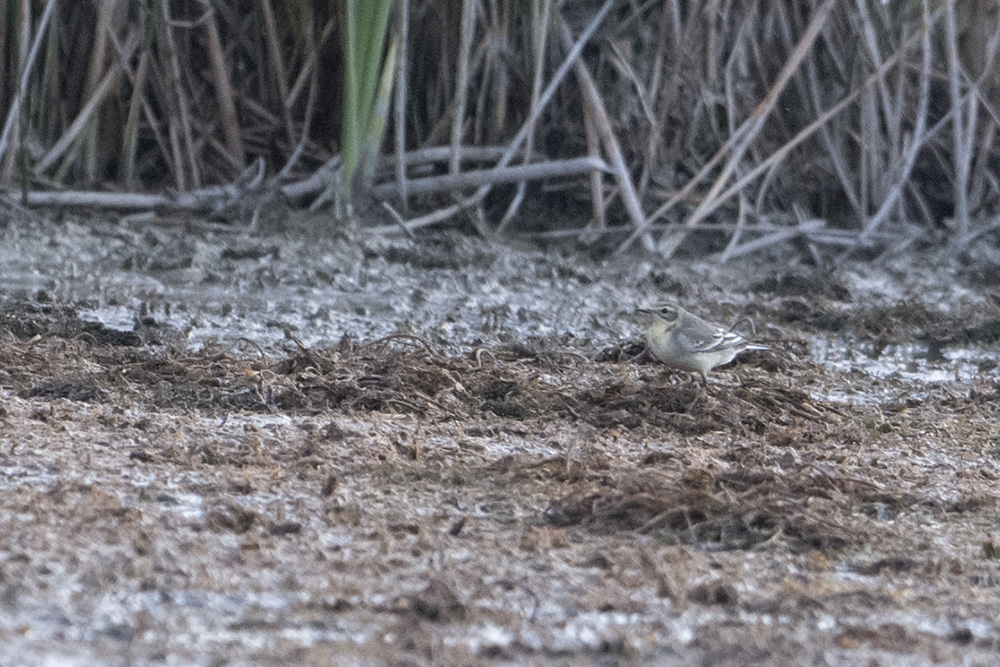 Citrine Wagtail