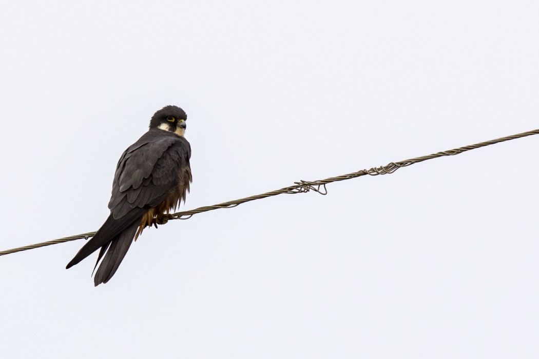 Eleonora`s Falcon