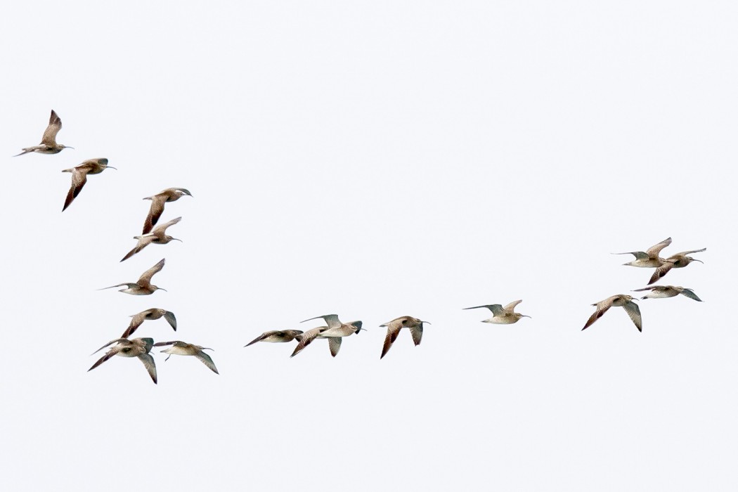 Eurasian Whimbrel