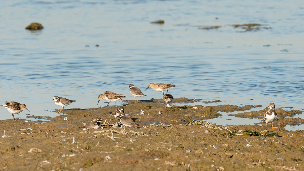 Ruddy Turnstone