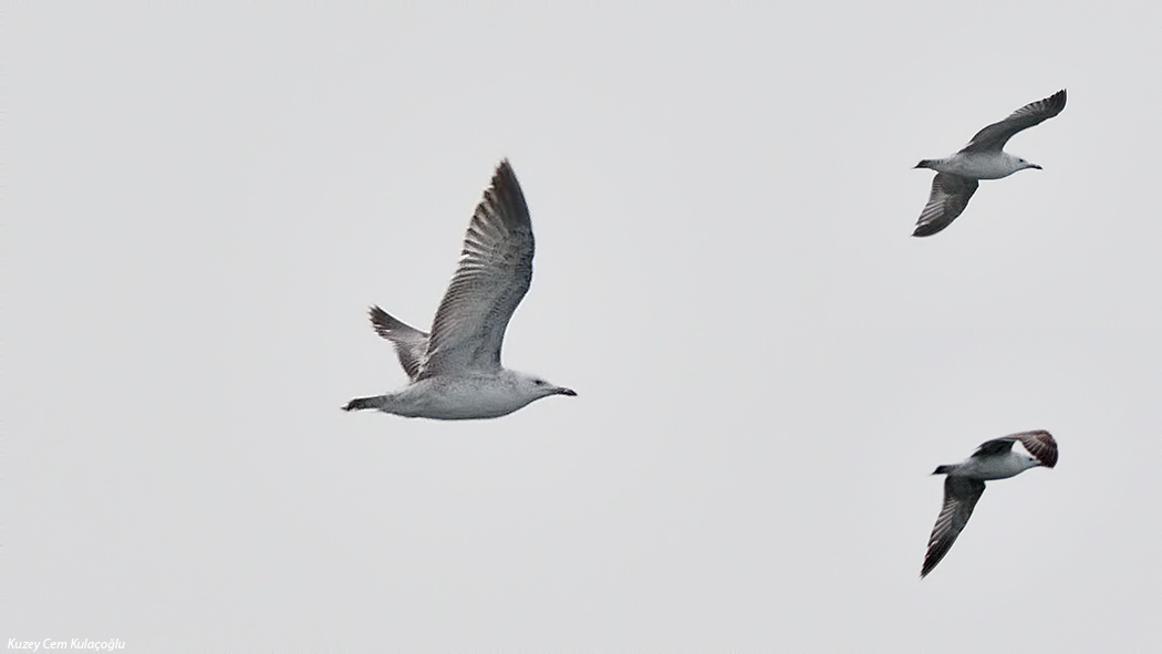 Caspian Gull