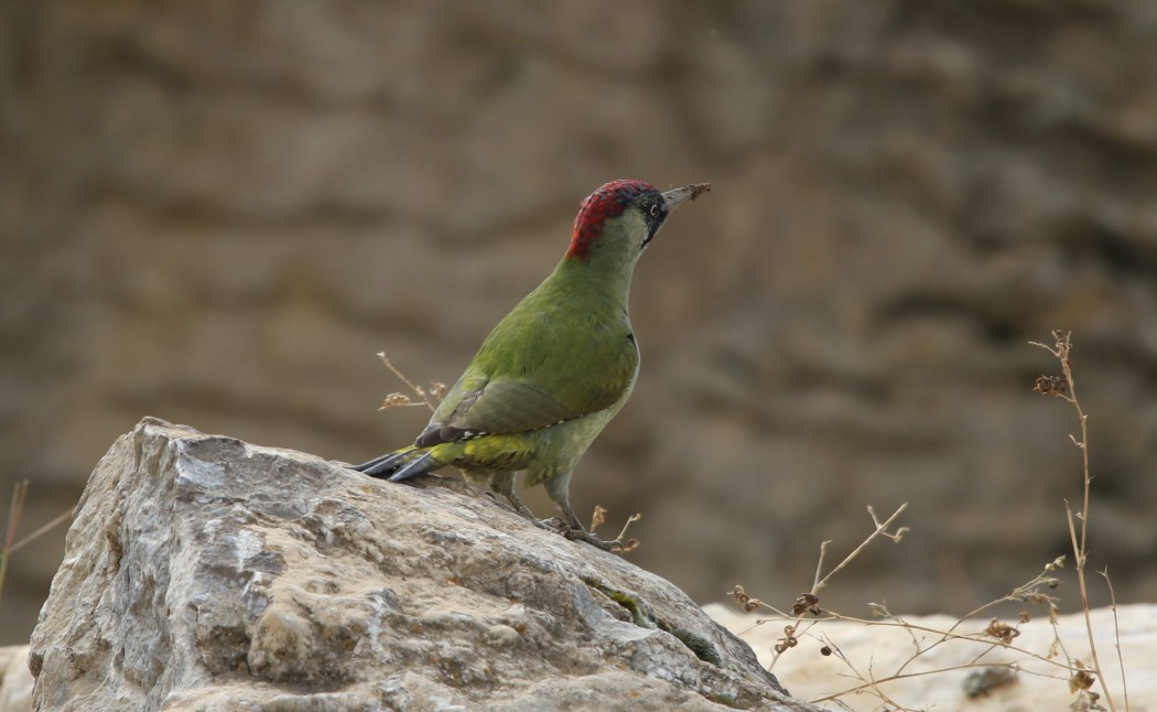 European Green Woodpecker