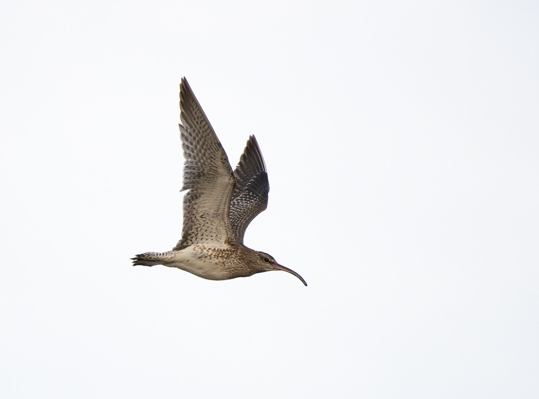 Eurasian Whimbrel