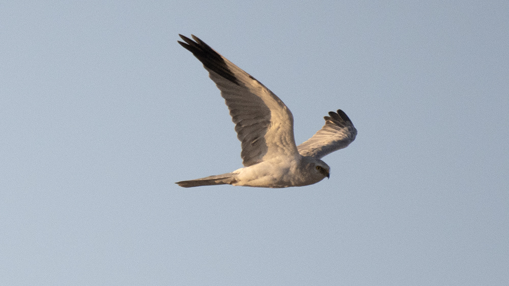Pallid Harrier