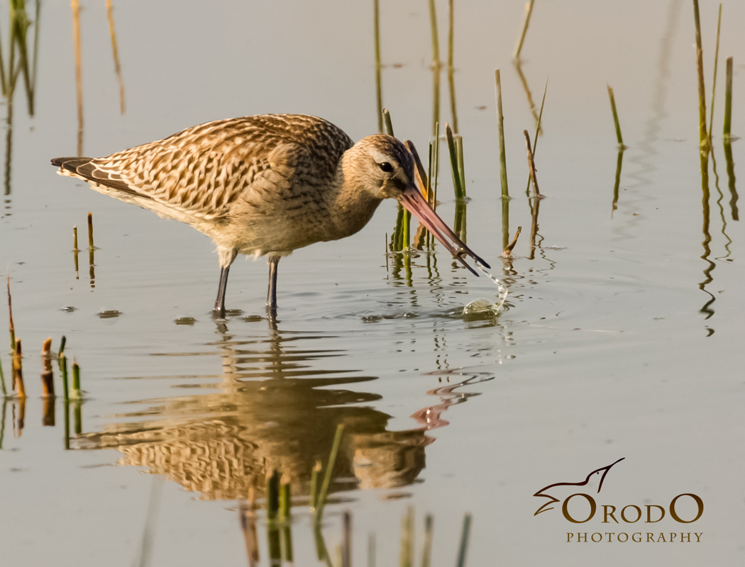 Bar-tailed Godwit