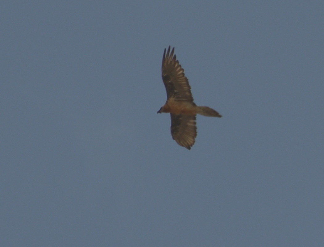 Bearded Vulture
