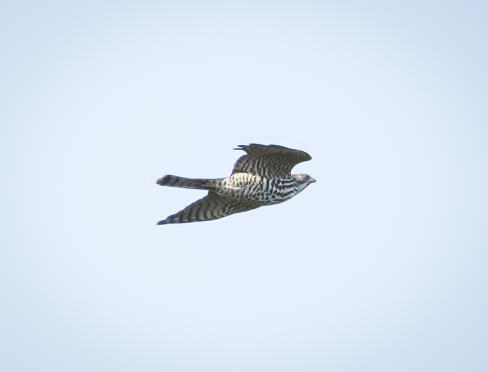 Levant Sparrowhawk