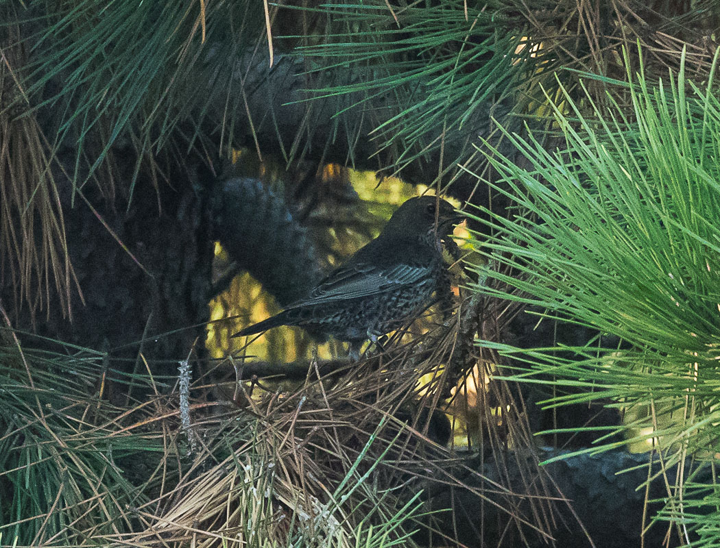 Ring Ouzel