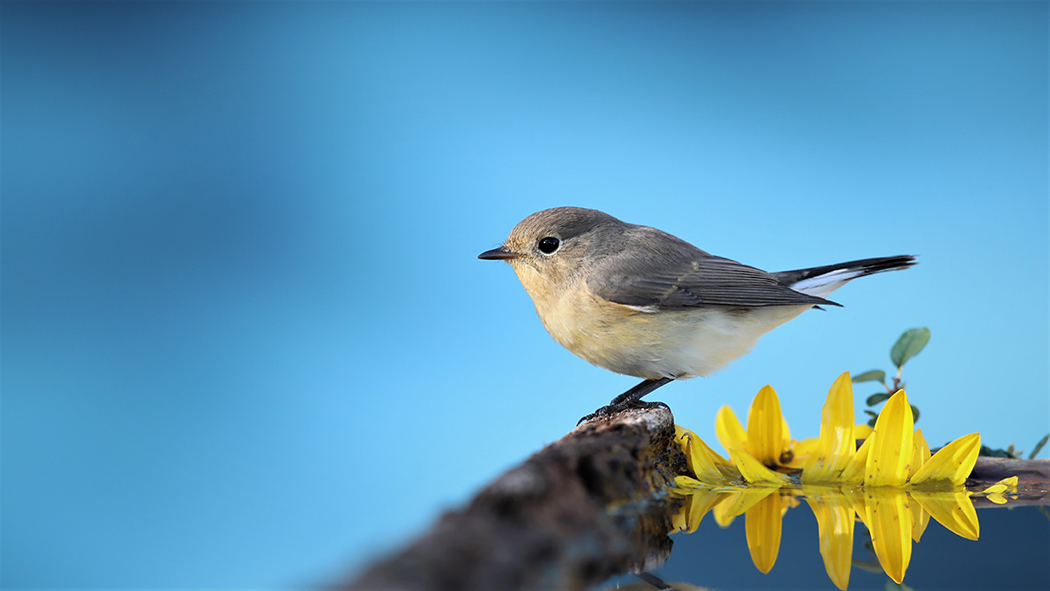 Red-breasted Flycatcher