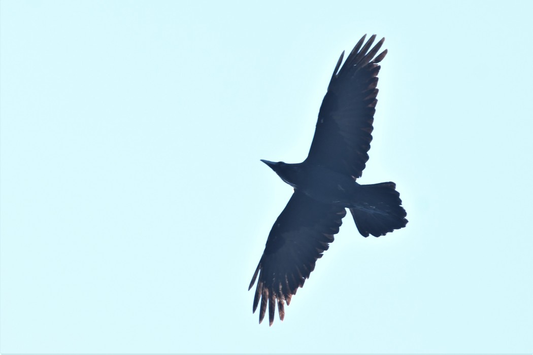 Northern Raven