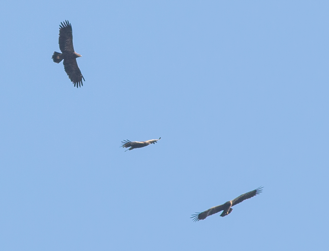 Lesser Spotted Eagle