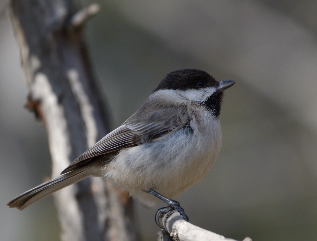Sombre Tit