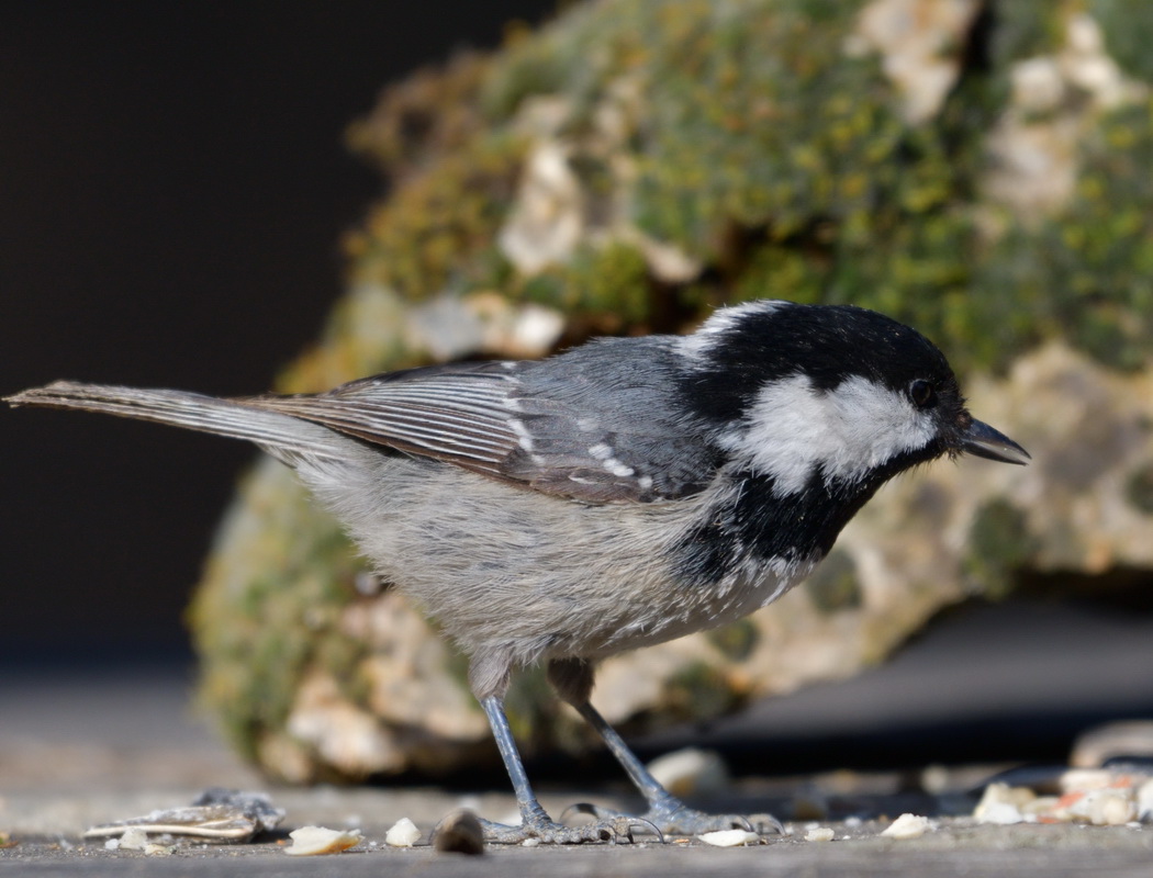 Coal Tit