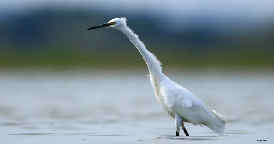 Little Egret