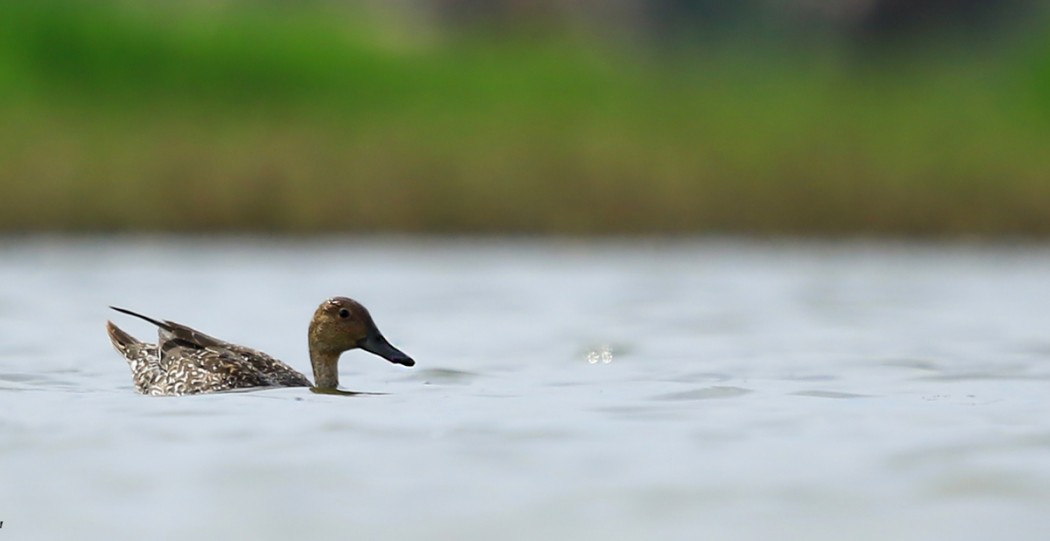 Northern Pintail