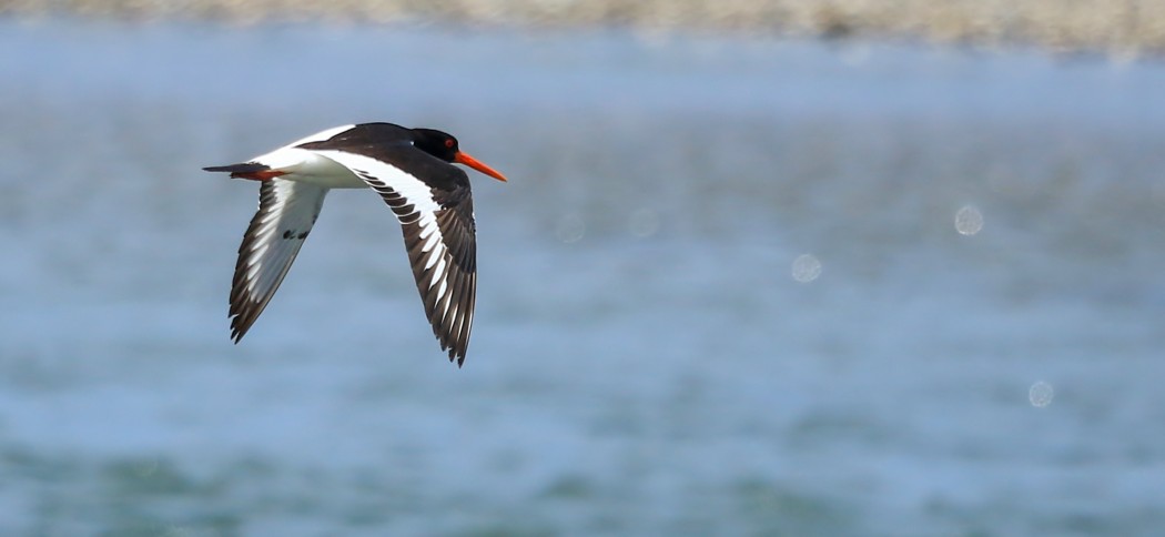 Eurasian Oystercatcher
