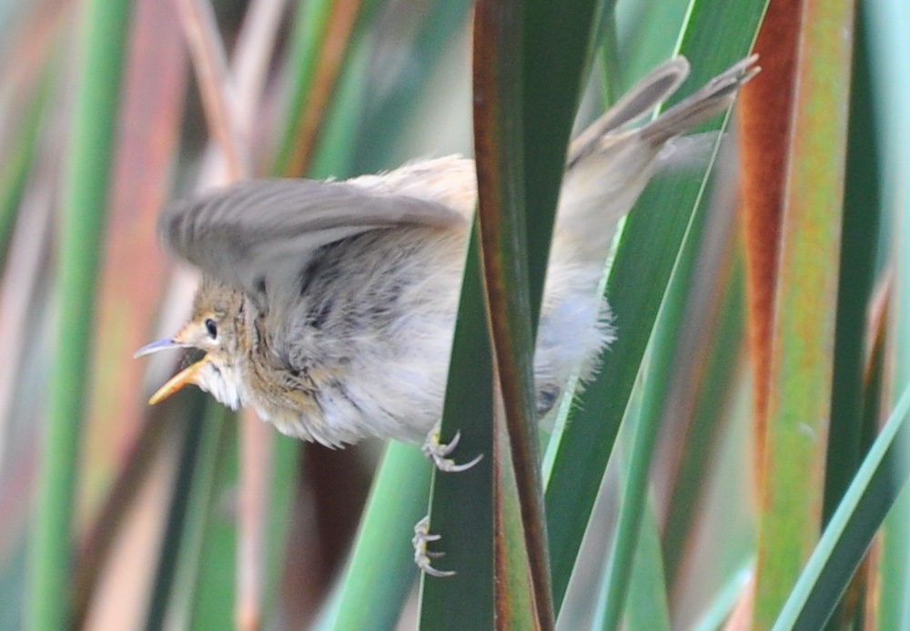 Marsh Warbler
