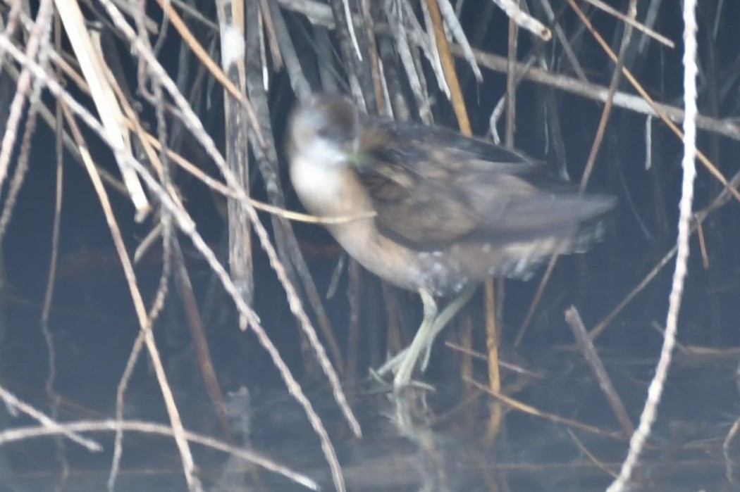 Little Crake