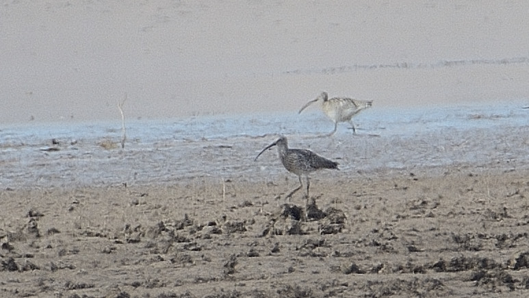 Eurasian Curlew