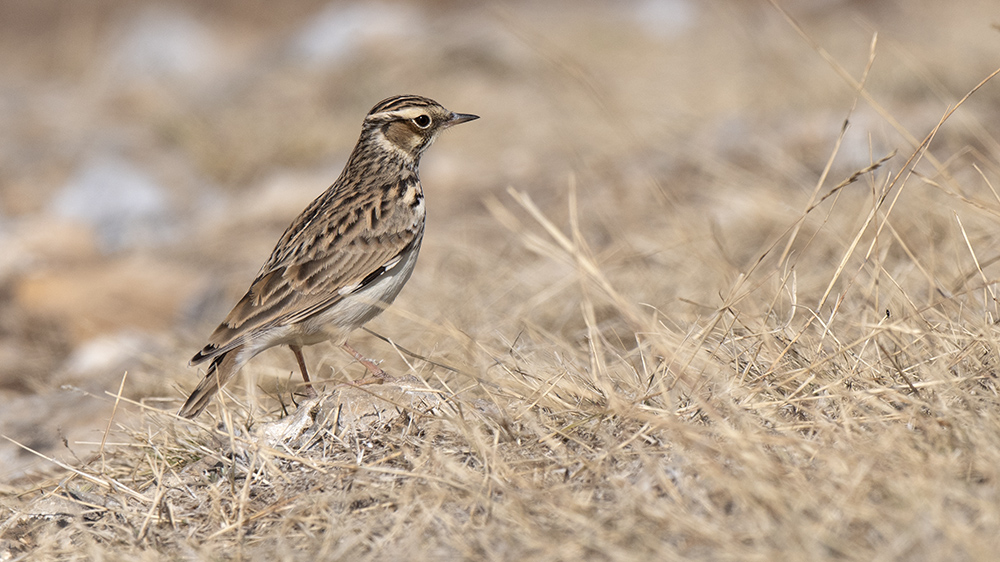 Woodlark