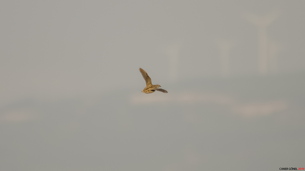Common Quail