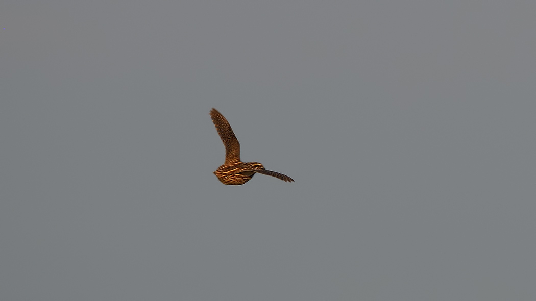 Common Quail