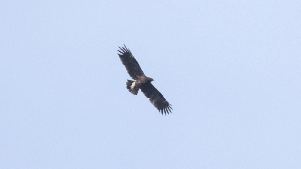 Greater Spotted Eagle