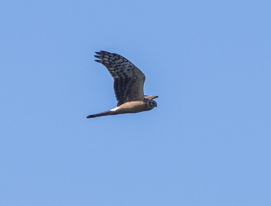 Montagu`s Harrier