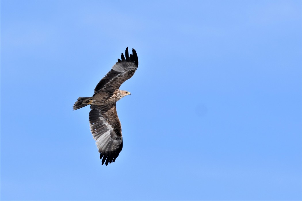 Eastern Imperial Eagle