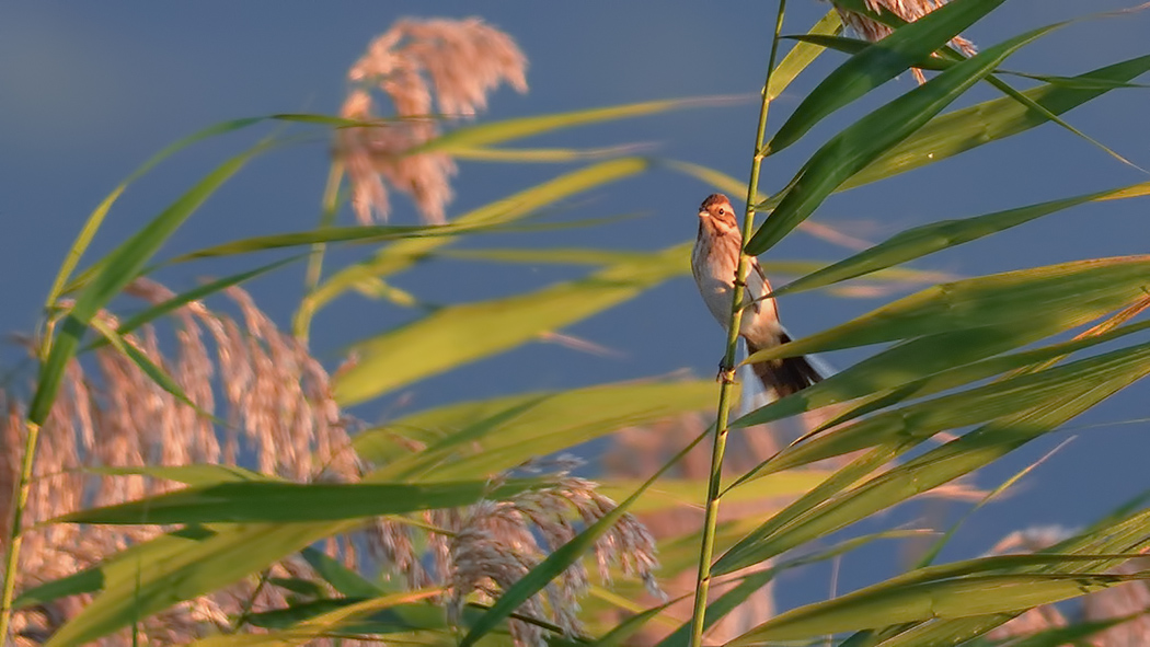 Common Reed Bunting