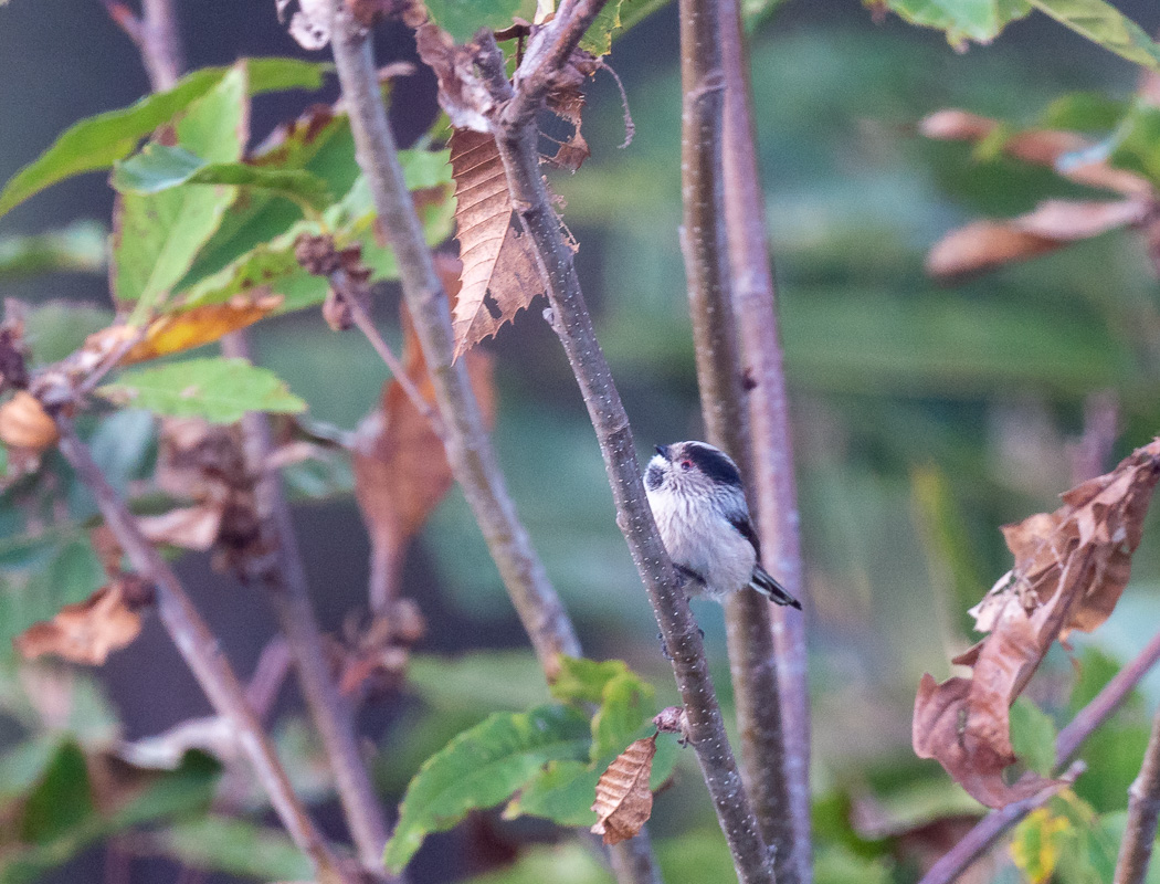 Long-tailed Tit
