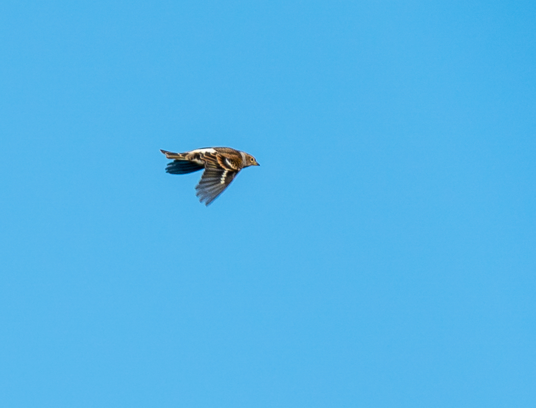 Brambling