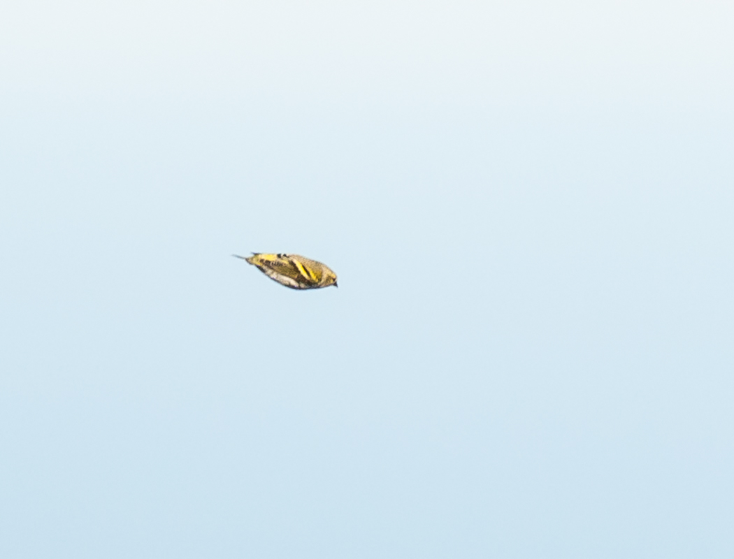 Eurasian Siskin