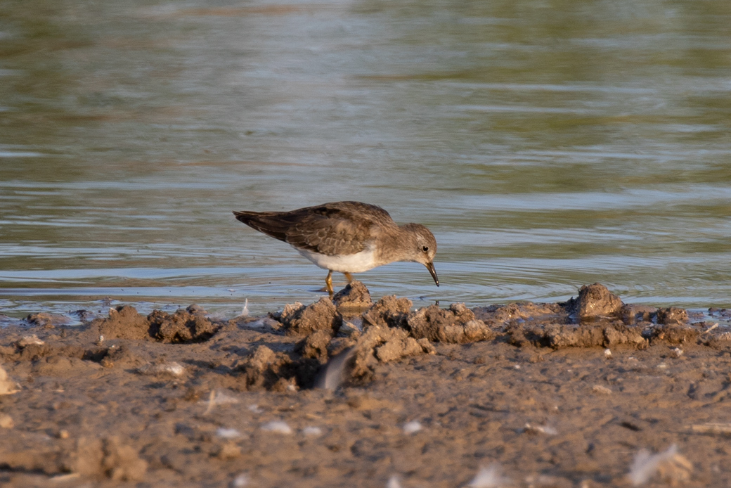 Temminck`s Stint