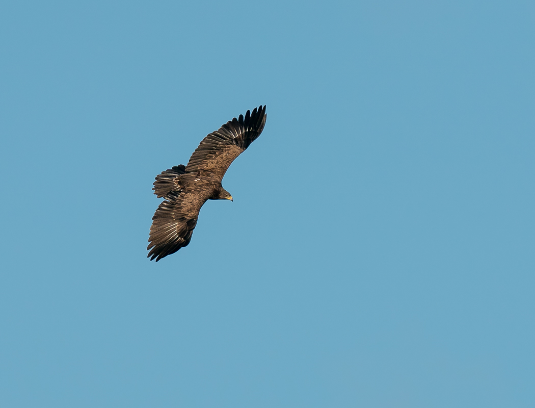 Greater Spotted Eagle